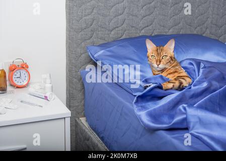 Un chat domestique infecté par un rhume ou une grippe se trouve dans un lit à la maison. Banque D'Images