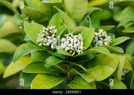 Skimmia japonica sous-espèce pumila. Panicules terminaux de petites fleurs blanches / jaunâtres au printemps Banque D'Images