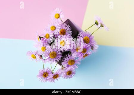 Violet erigeron fleurs dans une boîte blanche sur fond multicolore, fleurs d'été Banque D'Images