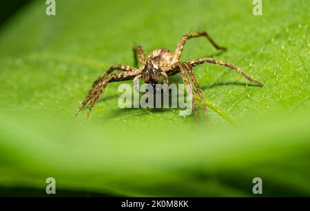 Croiser l'araignée Araneus Diadematus sur une feuille verte dans un pré Banque D'Images