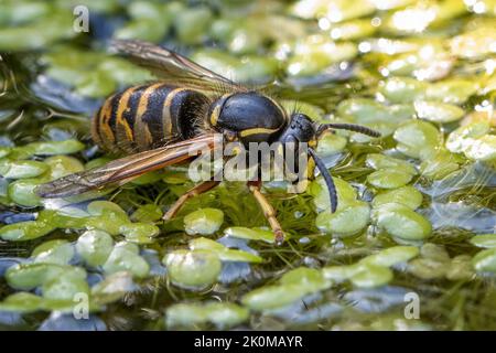 Gros plan d'une guêpe d'arbre (Dolichovespula sylvestris) eau potable de la surface d'un étang reposant sur des duckweed, Yorkshire, faune britannique Banque D'Images