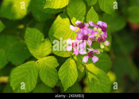 Fleurs de mûres dans le jardin Banque D'Images