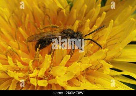 Gros plan sur une petite abeille minière de jachette mâle, Andrena praecox assise dans un pissenlit jaune, Taraxacum officinale, fleur dans le champ Banque D'Images