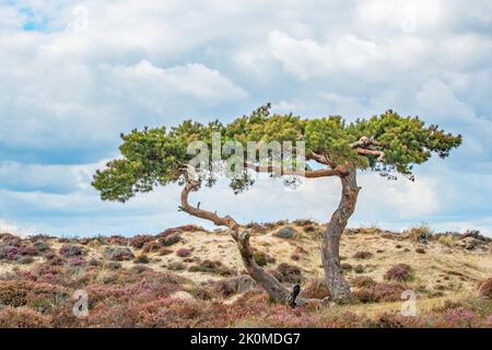 Deux arbres verts en cascades torsadés se trouvent dans les dunes de bruyère de Sandbanks Dorset, en Angleterre, contre un ciel bleu de septembre Banque D'Images