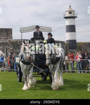 CHEVAUX SHIRE PARTICIPANT AU SPECTACLE DE CHEVAUX LOURDS AU CHÂTEAU DE SOUTHSEA , HANTS PIC MIKE WALKER, 2014 PHOTOS DE MIKE WALKER Banque D'Images