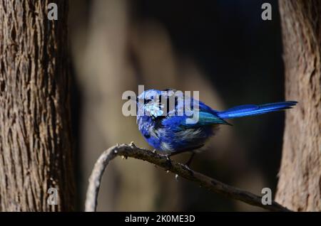 Mâle Splendid Fairywren (Malarus splendens) dans le plumage Eclipse Banque D'Images