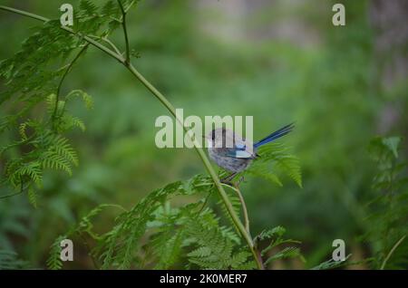 Magnifique Fairywren (Malarus splendens) à Bush Banque D'Images