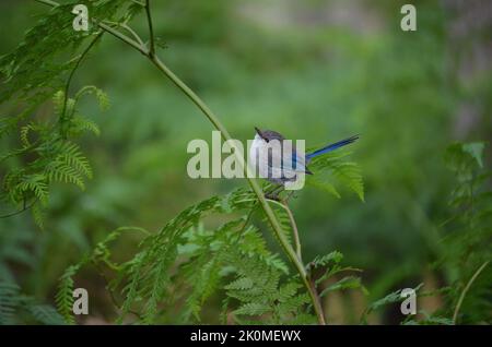 Magnifique Fairywren (Malarus splendens) dans le plumage Eclipse Banque D'Images