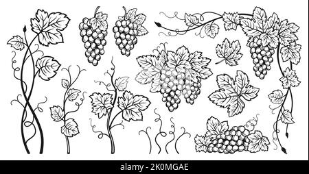 Ensemble de croquis de vigne et de feuilles de raisin. Raisins de vin vintage dessinés à la main. Gravure antique de baies. Croquis pour emballage de vin, étiquette, modèle, menu, carte d'invitation, affiche, couverture Illustration de Vecteur