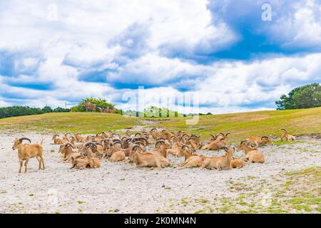 Antilope se reposant le matin de l'été - image Banque D'Images