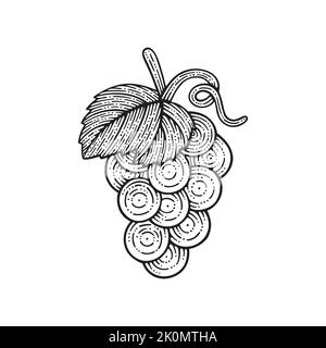 Illustration vectorielle de style vintage à motif grappe de raisin. Dessin à la main de raisin et de vigne. Partie de l'ensemble. Illustration de Vecteur