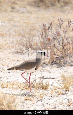 Vue rapprochée de l'oiseau couronné lapwing en Namibie Banque D'Images