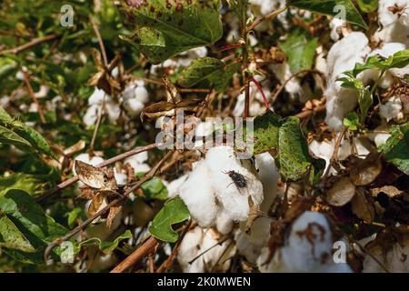 Un arbuste avec des bolls éclabousseux du sous-genre Gossypium section Gossypium : Gossypium arboreum. Gros plan sur de nombreux pétons éclatés avec du coton blanc sortant. Banque D'Images