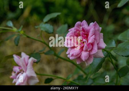 Gros plan d'une belle rose rose dans le jardin Banque D'Images