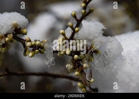 Boutons de fleurs d'un buisson noir recouvert de neige et de glace Banque D'Images