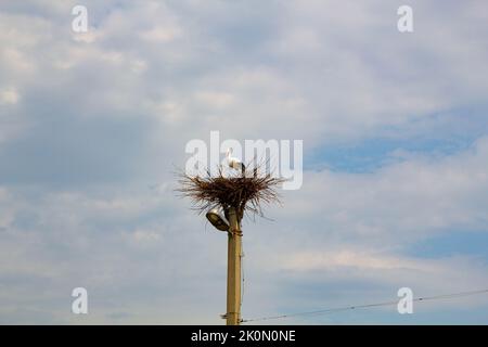 Porc dans un nid sur un poteau. Imitation. Un grand nid d'oiseau avec une famille de cigognes faites de branches et de brindilles sur un lampadaire sur le ciel bleu Banque D'Images