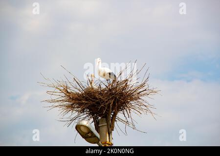 Porc dans un nid sur un poteau. Imitation. Un grand nid d'oiseau avec une famille de cigognes faites de branches et de brindilles sur un lampadaire sur le ciel bleu Banque D'Images