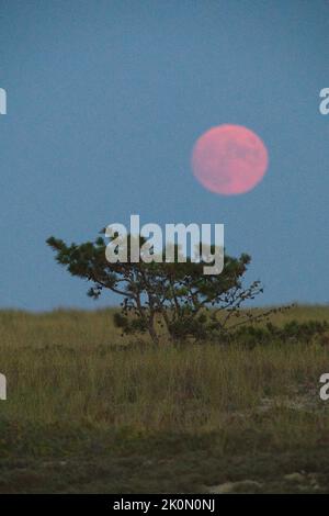 La Lune de la moisson (pleine lune de septembre) s'élève au-dessus de West Dennis, Massachusetts, sur Cape Cod Banque D'Images