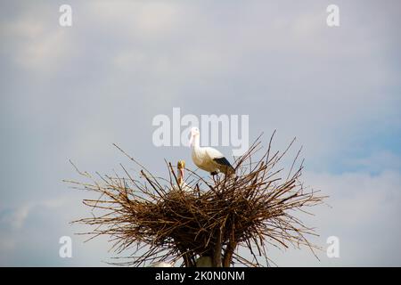 Porc dans un nid sur un poteau. Imitation. Un grand nid d'oiseau avec une famille de cigognes faites de branches et de brindilles sur un lampadaire sur le ciel bleu Banque D'Images