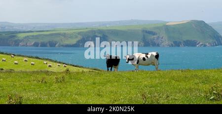 Deux vaches laitières vivant la bonne vie sur un beau promontoire au pays de Galles au Royaume-Uni Banque D'Images