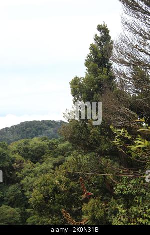 Vue sur une couronne d'arbres dans une forêt tropicale nuageuse Banque D'Images