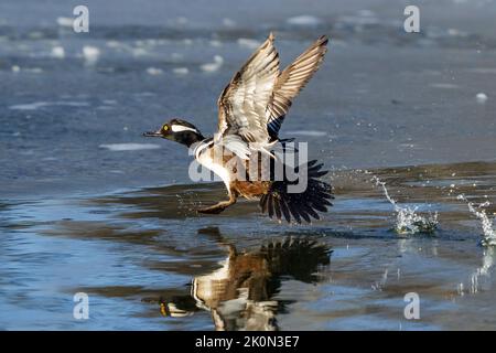 Un Merganser drake à capuche survolant un lac d'hiver dans le Colorado. Vue rapprochée. Banque D'Images