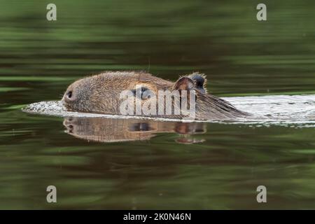 Capybara, Hydrochoerus hydrochaeris, gros plan de la tête d'un seul adulte nageant dans la rivière, Pantanal, Brésil Banque D'Images