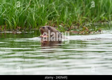 Loutre de rivière géante, Pteronura brasiliensis, baignade et pêche dans la rivière, Pantanal, Brésil Banque D'Images