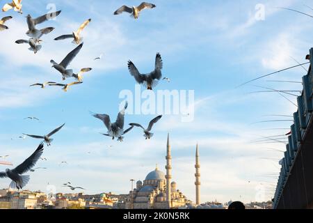 Voyage à Istanbul arrière-plan. Mouettes et Yeni Cami aka Nouvelle mosquée dans le quartier d'Eminonu à Istanbul. Banque D'Images