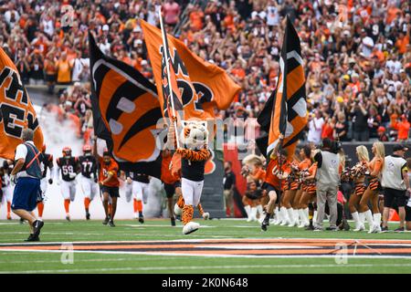 Cincinnati, Ohio, États-Unis. 11th septembre 2022. Mascotte des Bengals de 11 septembre 2022 à Cincinnati, Ohio, au stade Paycor. Jake Mysliwczyk/BMR (image de crédit : © Jake Mysliwczyk/BMR via ZUMA Press Wire) Banque D'Images