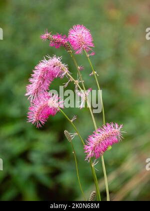 Fleurs à fond rose du burnet japonais vivace, Sanguisorba obtusa Banque D'Images