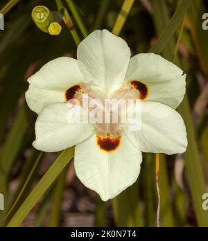 Belle fleur jaune pâle de Dietes bicolor, Iris sauvage, plante vivace tolérante à la sécheresse, sur fond de feuillage vert, en Australie Banque D'Images