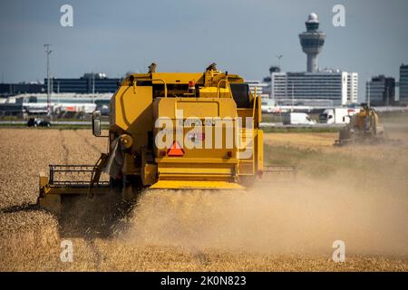 Récolte du grain dans un champ à l'aéroport d'Amsterdam Schiphol, moissonneuse-batteuse, Banque D'Images