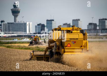 Récolte du grain dans un champ à l'aéroport d'Amsterdam Schiphol, moissonneuse-batteuse, Banque D'Images