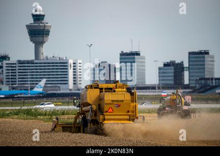 Récolte du grain dans un champ à l'aéroport d'Amsterdam Schiphol, moissonneuse-batteuse, Banque D'Images