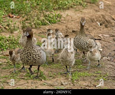 Famille de Canards en bois / Canards à mandés, Chenonetta jubata, mâle et femelle avec des canetons dans un parc municipal en Australie. Banque D'Images