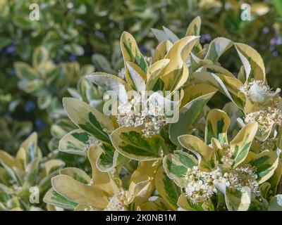 euonymus variegated aureomarginatus avec des fleurs en été gros vers le haut à l'extérieur Banque D'Images