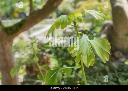 feuille de ginkgo biloba sur un jeune arbre avec lumière du soleil en été à l'extérieur Banque D'Images