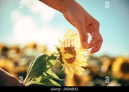 La main d'une adolescente pleurs pétales d'un tournesol Banque D'Images