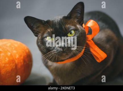 Chat birman en ruban orange sur Halloween, portrait de chat grumpy avec les yeux vert jaune par la citrouille, mignon animal birman regarder l'appareil photo dans holida Halloween Banque D'Images