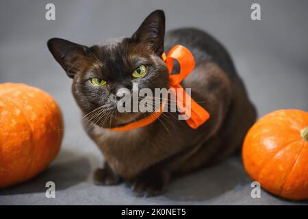 Chat allongé par des citrouilles à Halloween, portrait de chat de Birmanie grincheux avec ruban orange sur fond gris, regard d'animal de compagnie à la caméra pendant les vacances d'Halloween à hom Banque D'Images