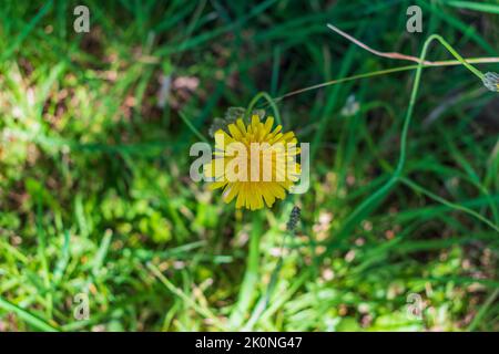 Le pissenlit jaune pousse dans l'herbe verte, washington, États-Unis Banque D'Images