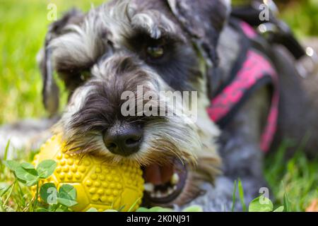 Le chiot zwergschnauzer miniature gris est allongé sur une pelouse verte dans la nature par beau temps et joue avec une balle jaune. Une femelle en marche. Canine dom Banque D'Images