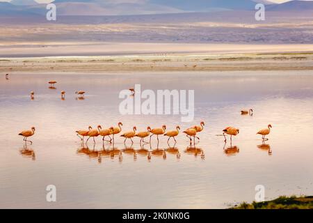 Flamants du Chili et Laguna Colorada, lagune Rouge, à Altiplano en Bolivie Banque D'Images