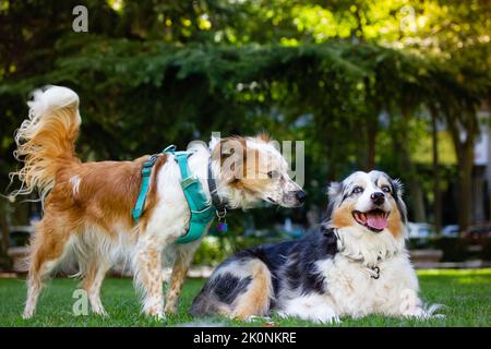 Couple de chiens amoureux. Deux chiens domestiques à poil long se familiarisent les uns avec les autres. Berger australien dans le parc vert à l'été blanc et RE Banque D'Images