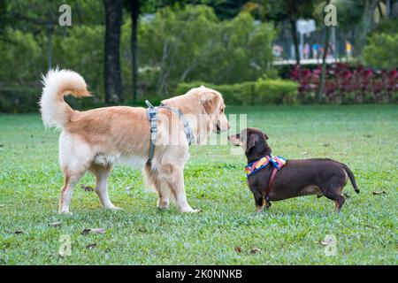 Chien Golden Retriever rencontre Dachshund dans le parc. Accueil de chien ou concept de socialse. Banque D'Images