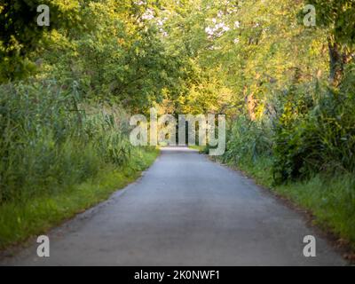 Se précipiter dans une forêt. Course ou conduite rapide sur une piste. Mouvement arbres flous et feuilles vertes. Peut également être le point de vue d'un voyage. Banque D'Images