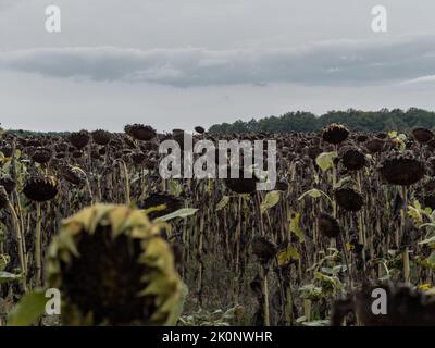 Des tournesols séchés et détruits dans un champ agricole. Les plantes semblent comme elles ont été brûlées par le soleil. La longue période de sécheresse a des résultats. Banque D'Images