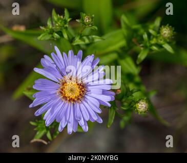 New York Aster, Höstaster (Symphyotrichum novi-belgii) Banque D'Images