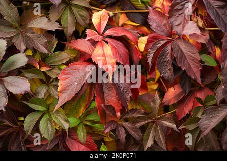 Des feuilles d'automne colorées poussent sur un mur. Feuilles en automne Banque D'Images